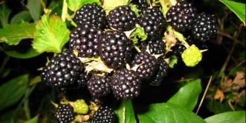 Pravilan uzgoj kupine bez trna